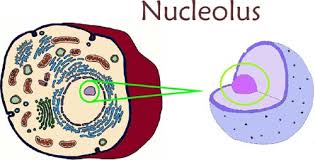 nucleolus是什么意思