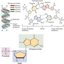 nucleotide是什么意思
