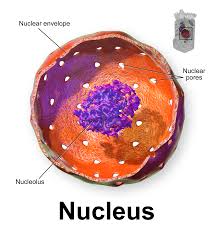 nucleus是什么意思