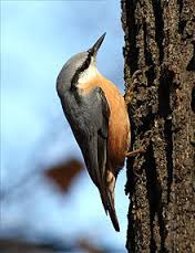 nuthatch是什么意思