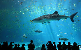 oceanarium是什么意思