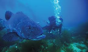 oceanographer是什么意思