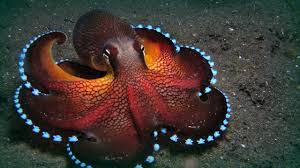 octopus是什么意思