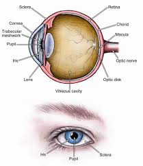 ocular是什么意思
