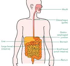 oesophagus是什么意思