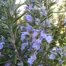 officinal是什么意思