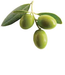olive是什么意思