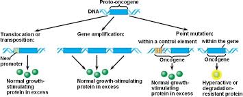 oncogene是什么意思