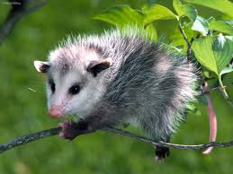 opossum是什么意思
