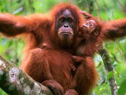 orangutan是什么意思