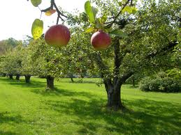orchard是什么意思
