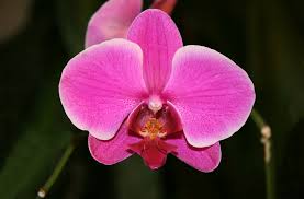 orchid是什么意思