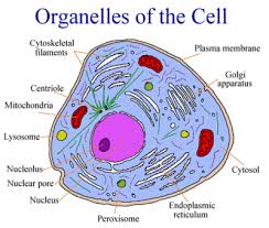 organelle是什么意思