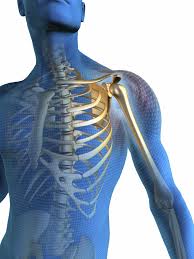 orthopaedics是什么意思