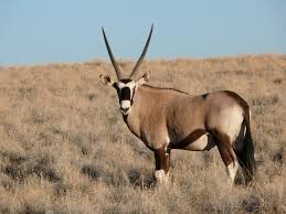 oryx是什么意思