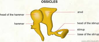 ossicle是什么意思