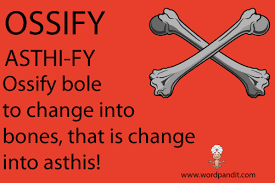 ossify是什么意思