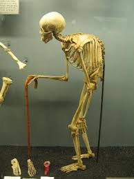 osteology是什么意思
