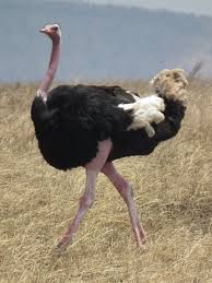 ostrich是什么意思