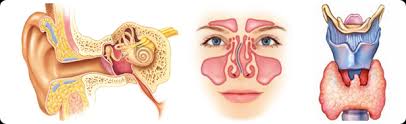 otorhinolaryngology是什么意思