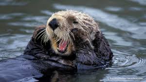 otter是什么意思