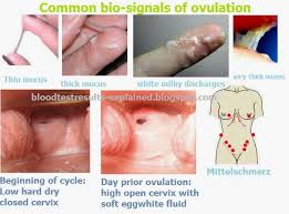 ovulate是什么意思