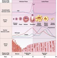 ovulation是什么意思