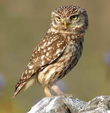 owl是什么意思