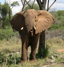 pachyderm是什么意思