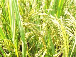 paddy是什么意思