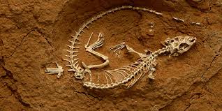paleontology是什么意思