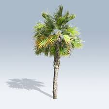 palmetto是什么意思