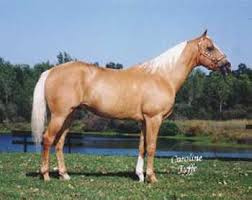 palomino是什么意思