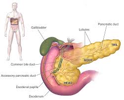 pancreas是什么意思