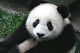 panda是什么意思