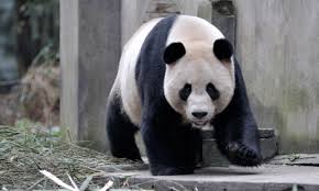 pander是什么意思