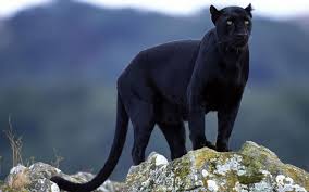 panther是什么意思