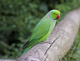 parakeet是什么意思