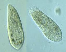 paramecium是什么意思