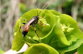 parasitic是什么意思