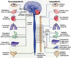 parasympathetic是什么意思