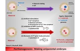 parthenogenesis是什么意思