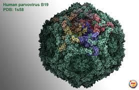 parvovirus是什么意思