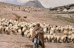 pastoralism是什么意思