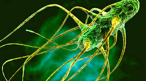 pathogen是什么意思
