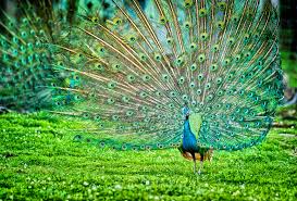 peacock是什么意思