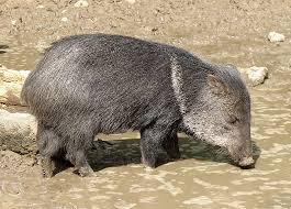 peccary是什么意思