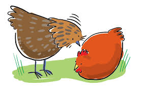 pecking是什么意思