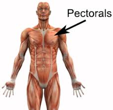 pectoral是什么意思