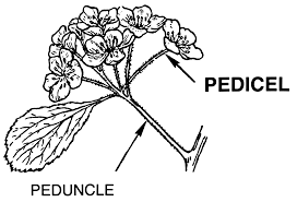 peduncle是什么意思